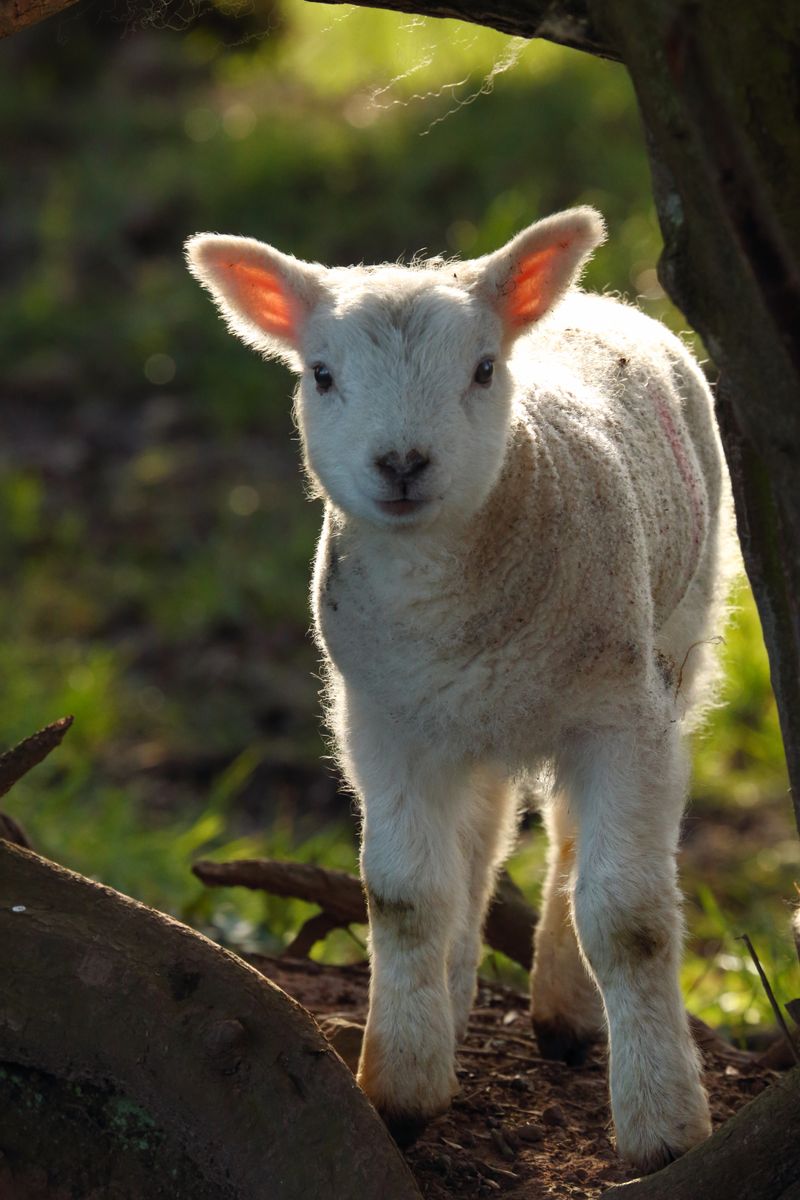 Cute backlit texel lamb in frame
